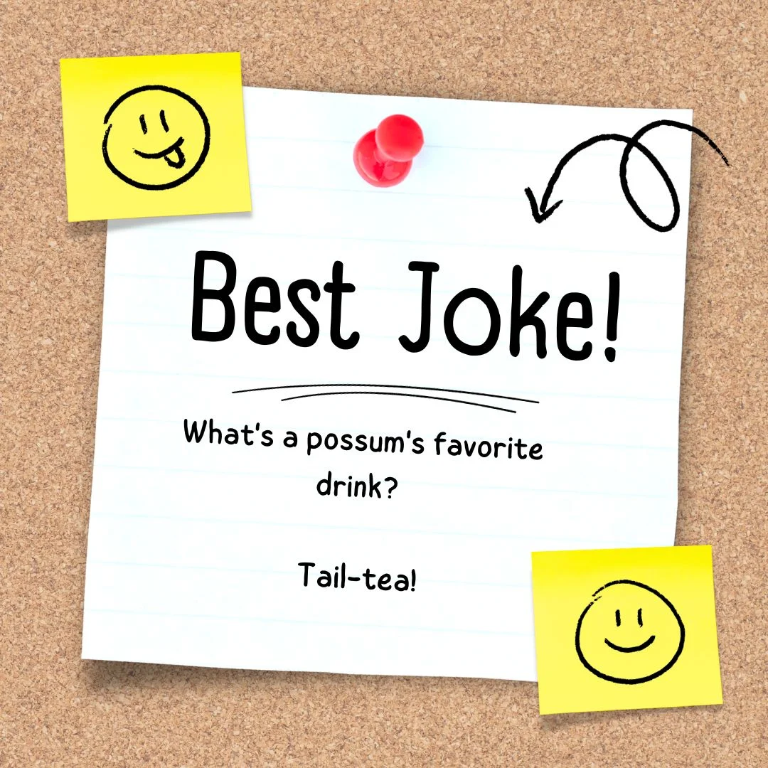 Best Possum jokes