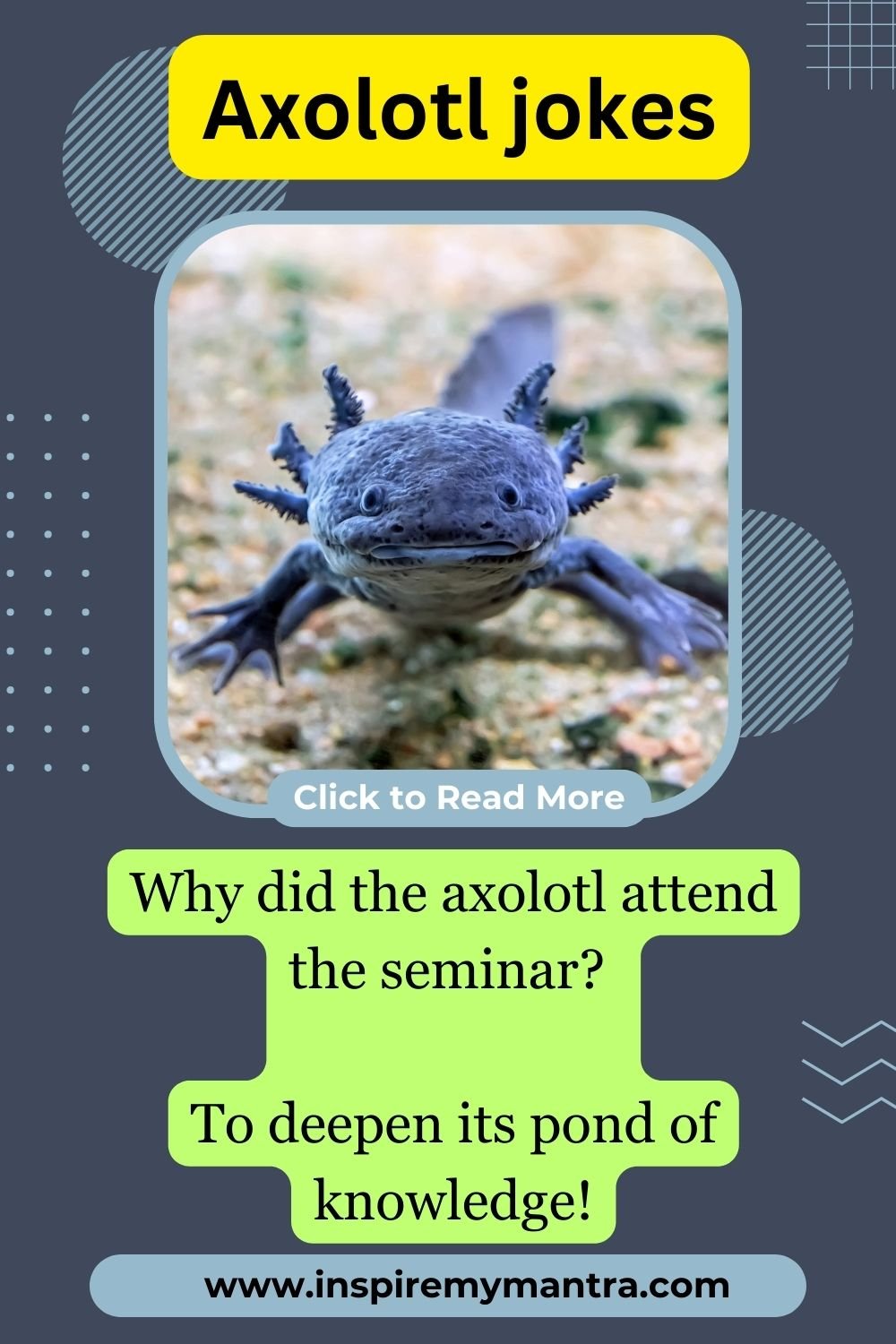 Dad Axolotl Jokes