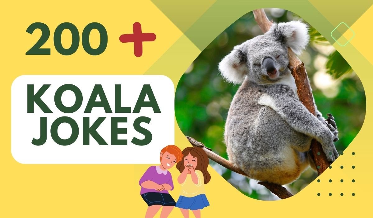 200+ Koala Jokes - Chuckles Inspired by Australia's Cutest