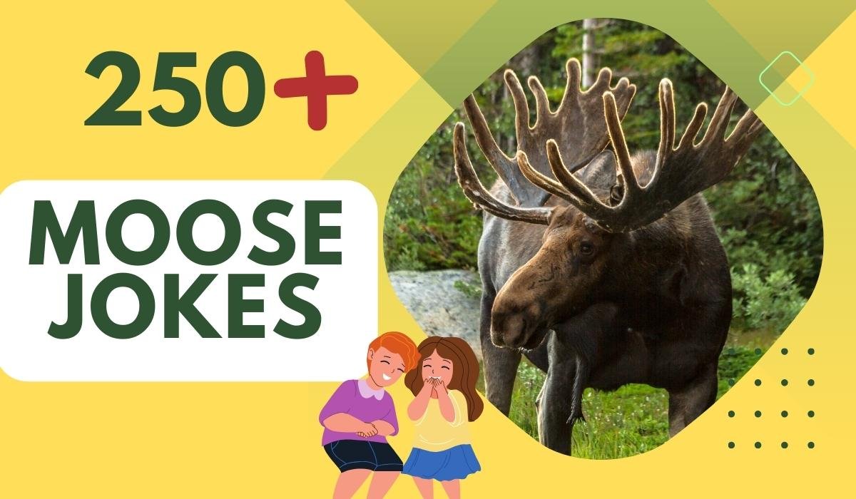 250+ Moose Jokes - Quick Wit and Endless Fun