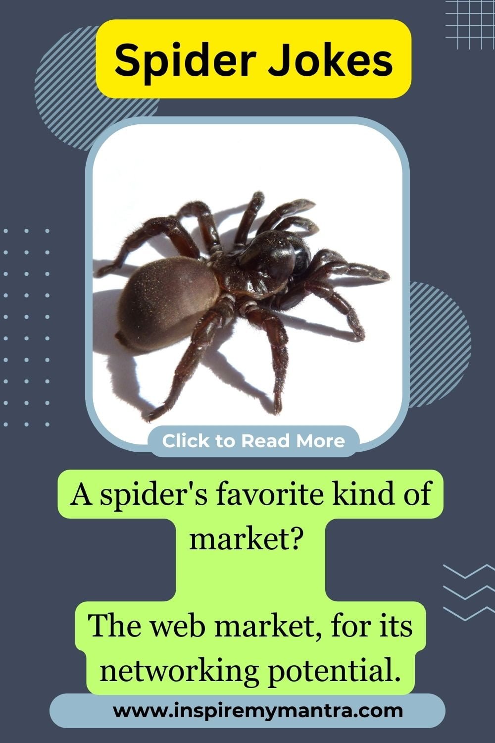 Spider Jokes One Liners