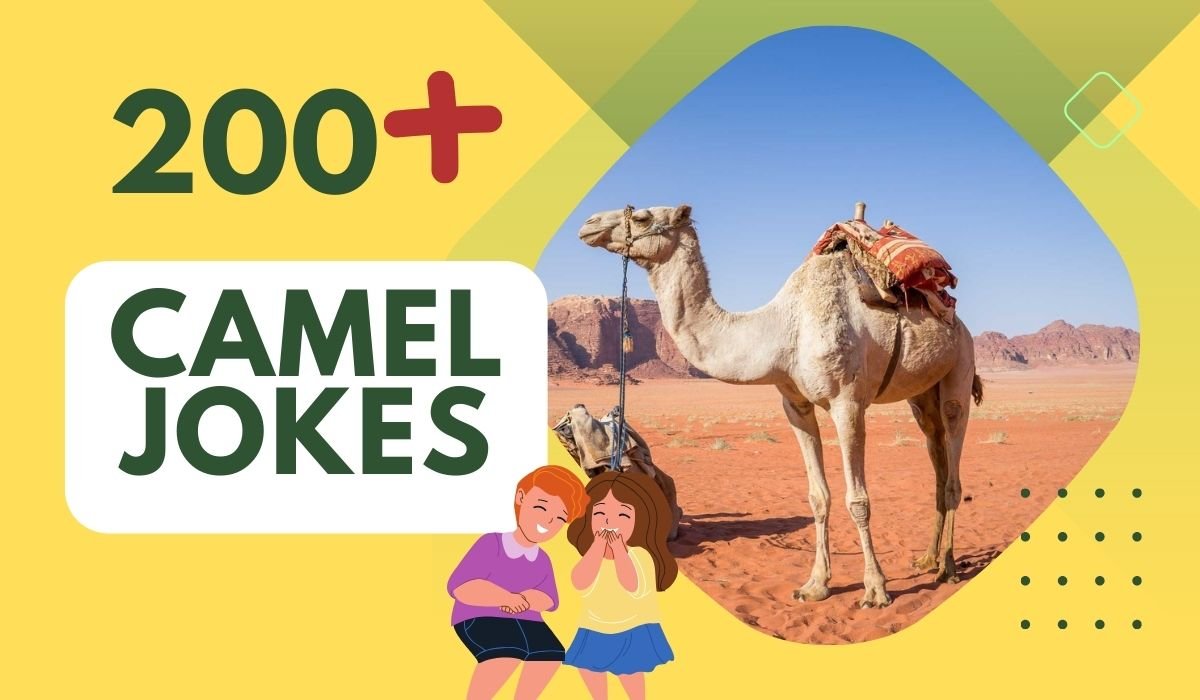 camel jokes