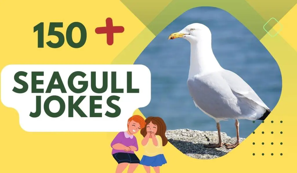 seagull jokes