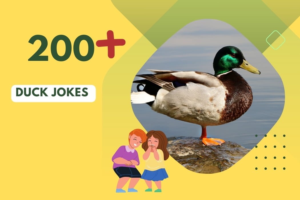 Duck jokes