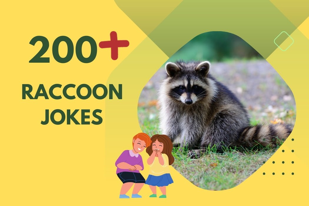 Raccoon Jokes