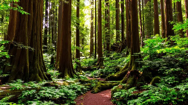 Stout Grove Trail – Redwood National and State Parks, California