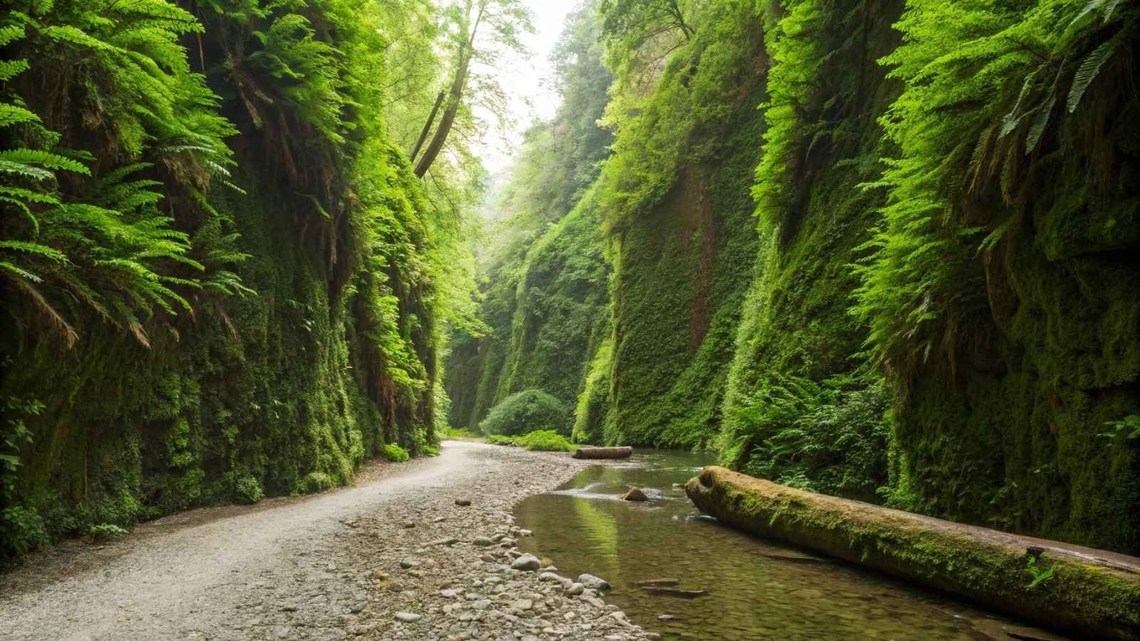 Prairie Creek Trail – California (Fern Canyon)
