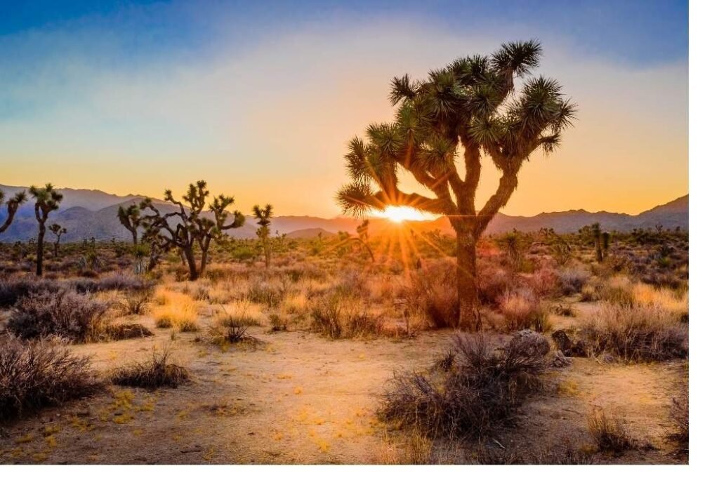 Joshua Tree National Park – Covington Flats