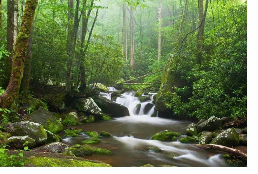 Great Smoky Mountains – Hazel Creek Area
