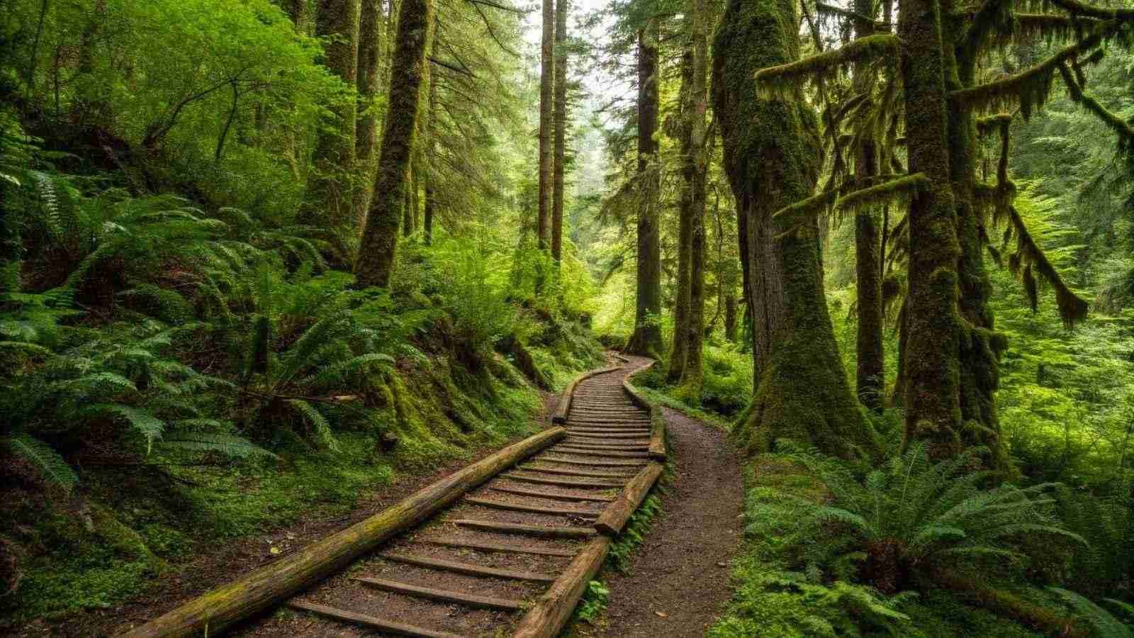 North Fork Quinault River Trail – Olympic National Park (WA)