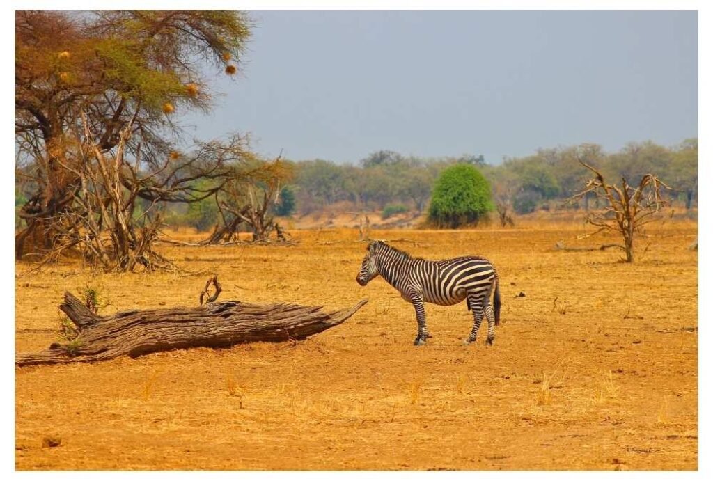 South Luangwa National Park, Zambia