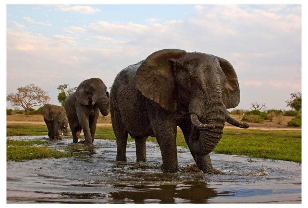 Chobe National Park (Savuti & Linyanti regions), Botswana
