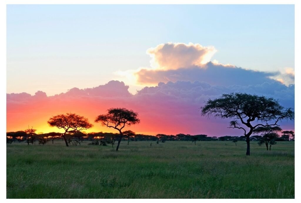Ruaha National Park, Tanzania