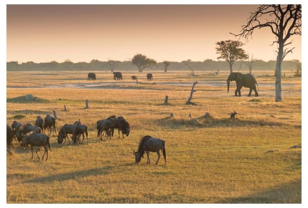 Hwange National Park, Zimbabwe