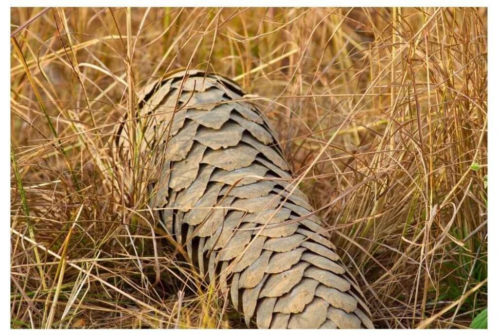 Kafue National Park, Zambia