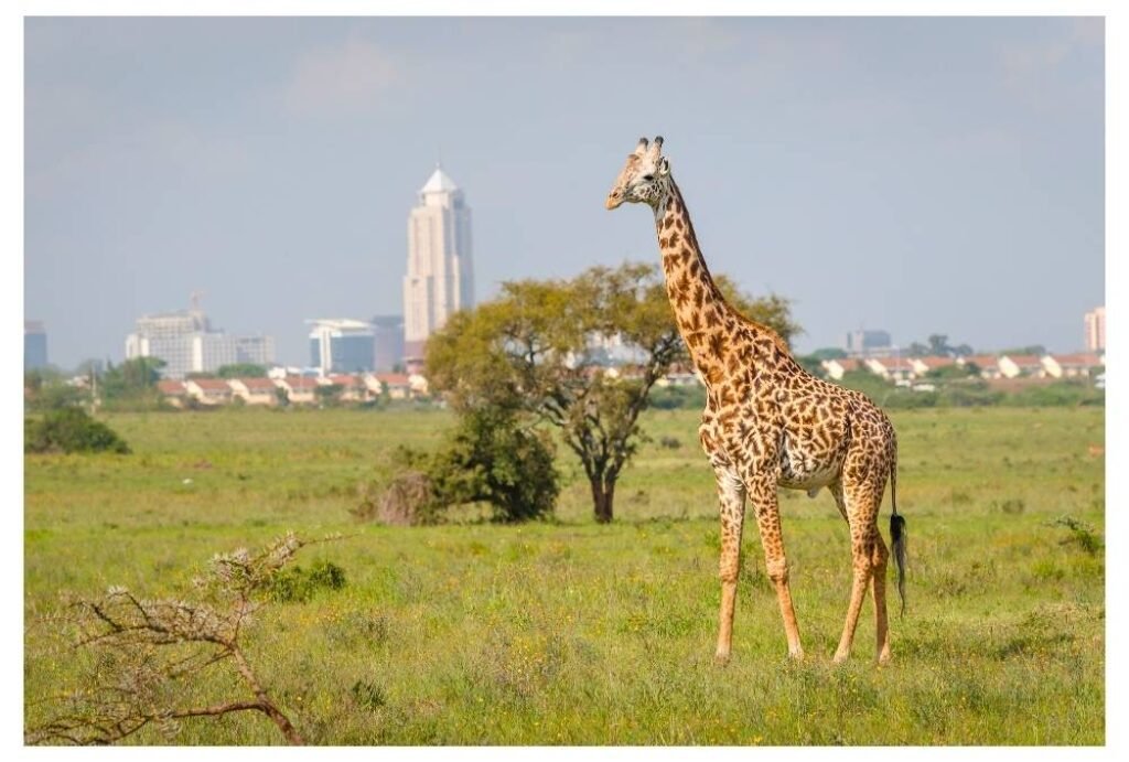 Meru National Park, Kenya