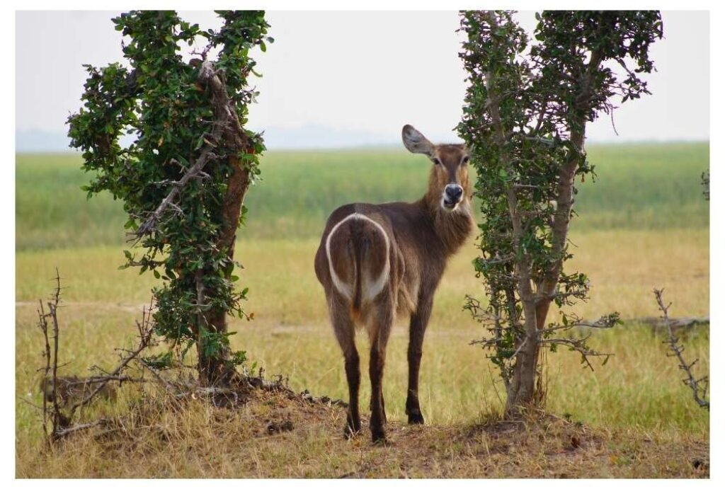 Liwonde National Park, Malawi