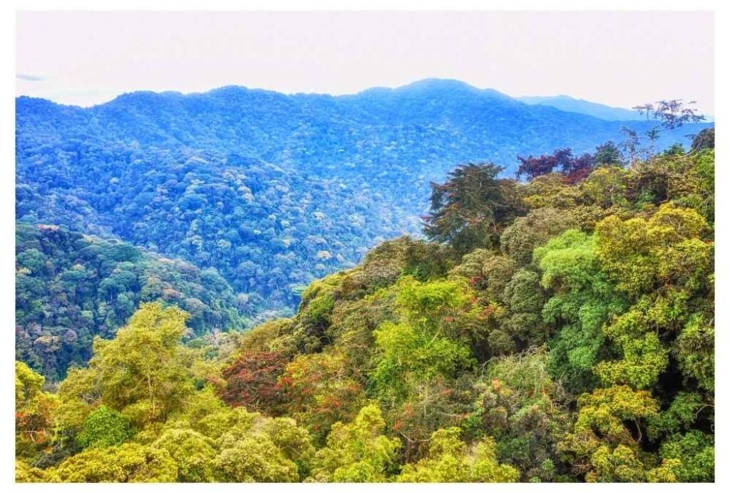 Nyungwe Forest National Park, Rwanda