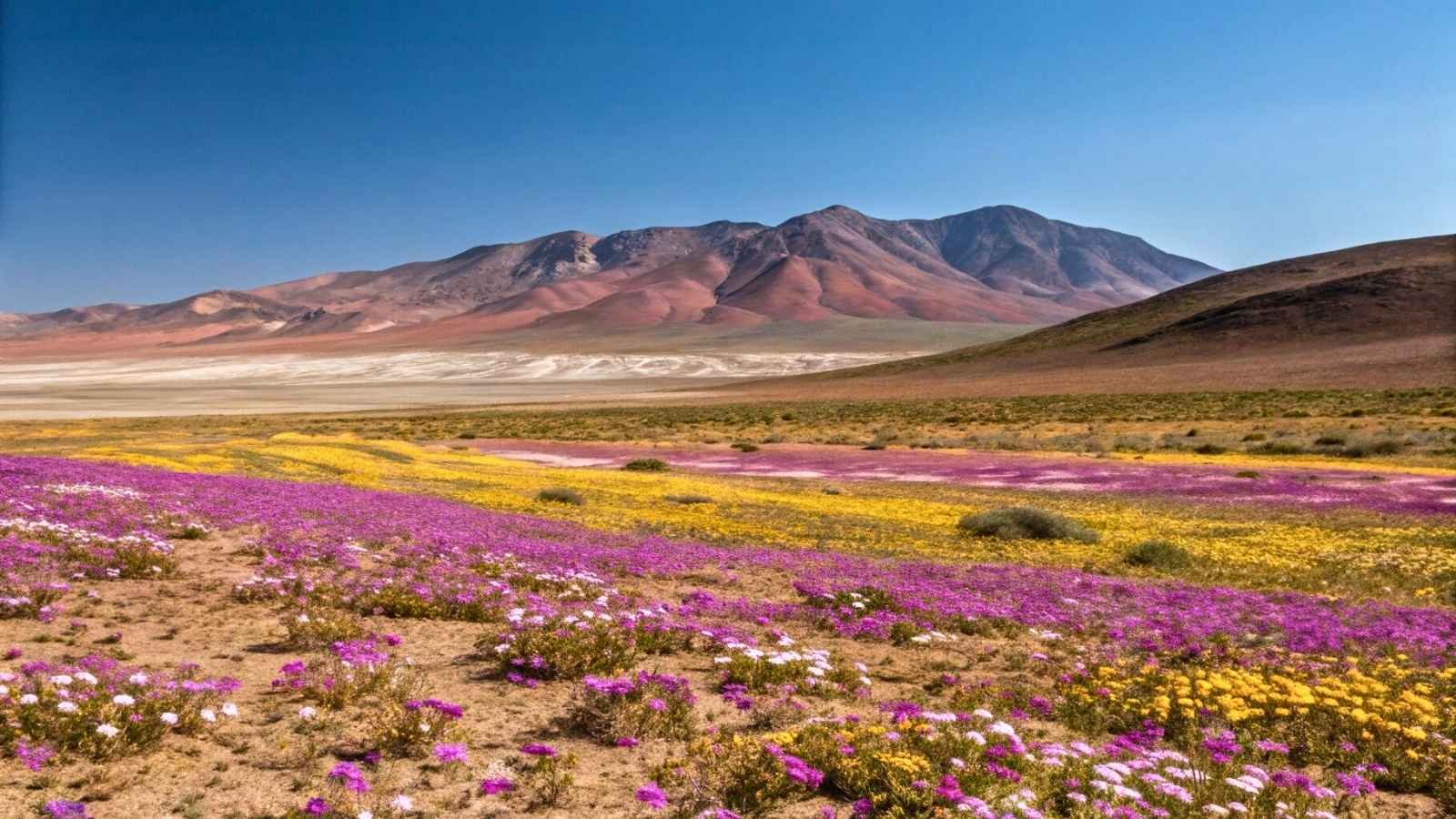 Blooming Desert – Atacama Desert, Chile