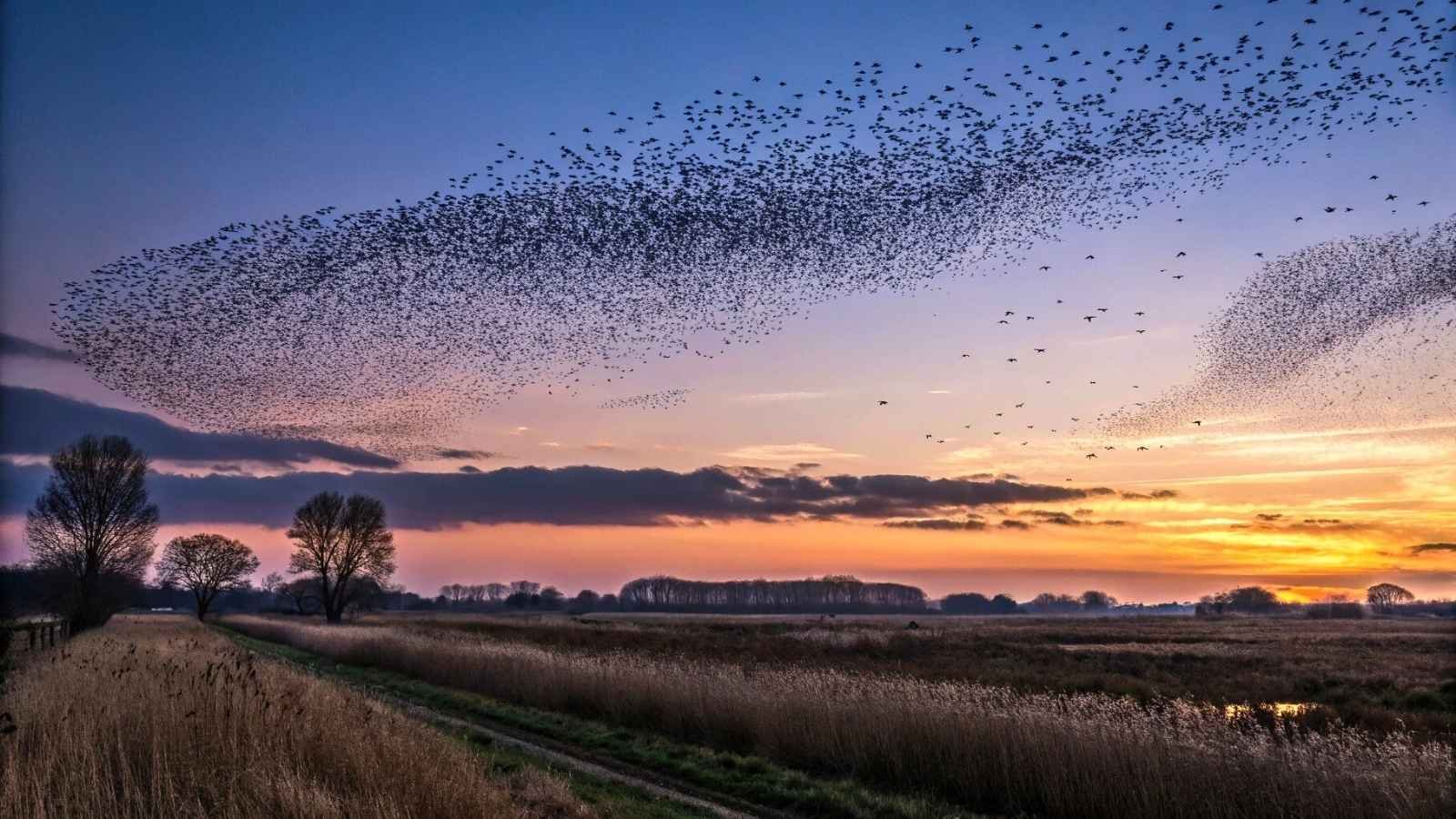 Starling Murmuration – Somerset Levels, UK
