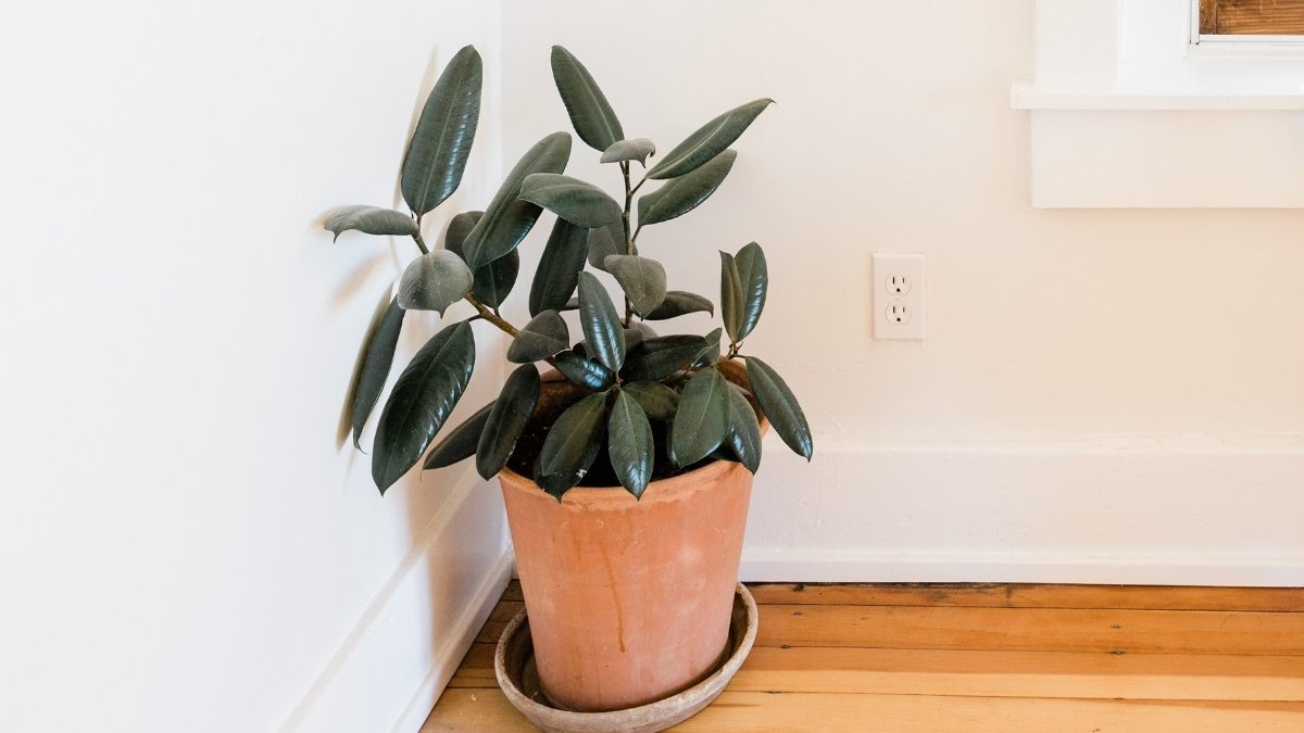 The Air Your Plants Can't Breathe