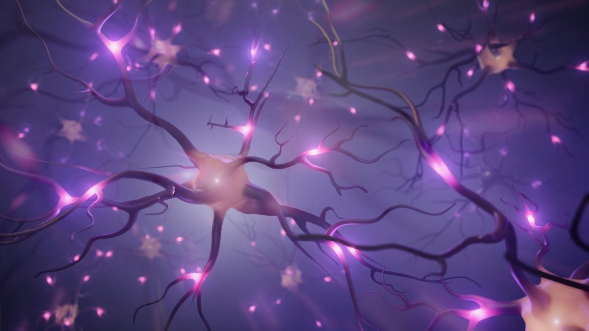 The Frequency Highway in Your Head