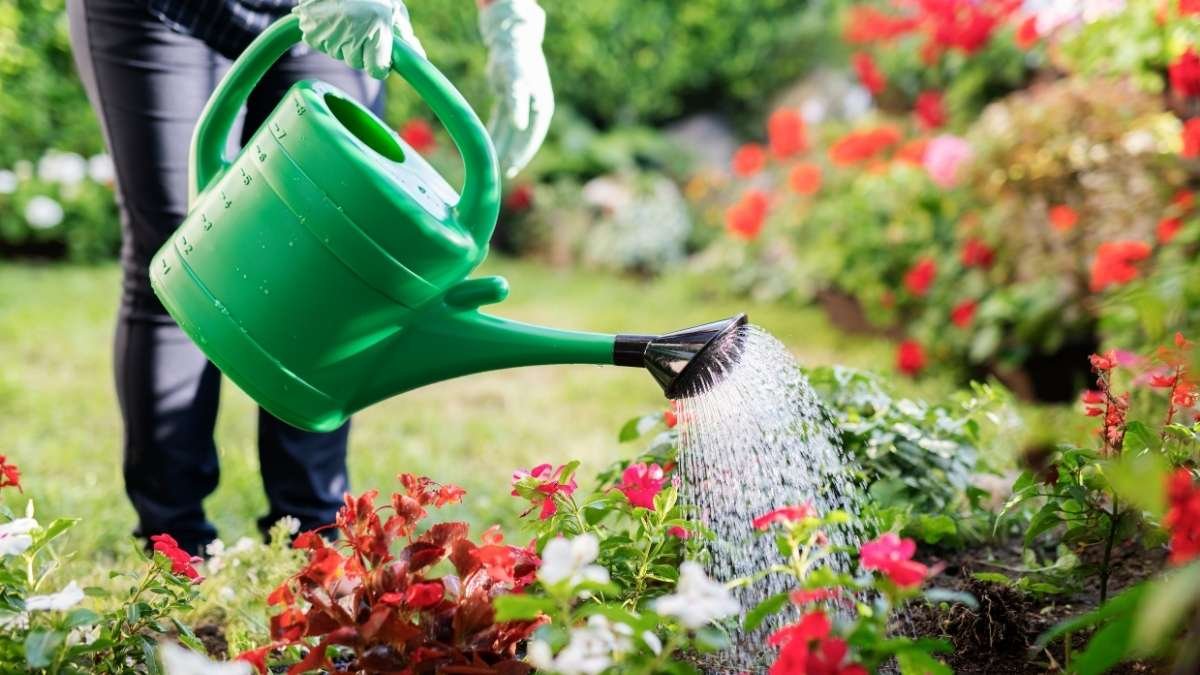 The Overwatering Trap That Catches Everyone