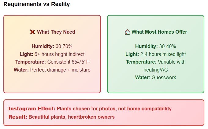 Why Fiddle Leaf Figs Have Become the Ultimate Plant Heartbreak