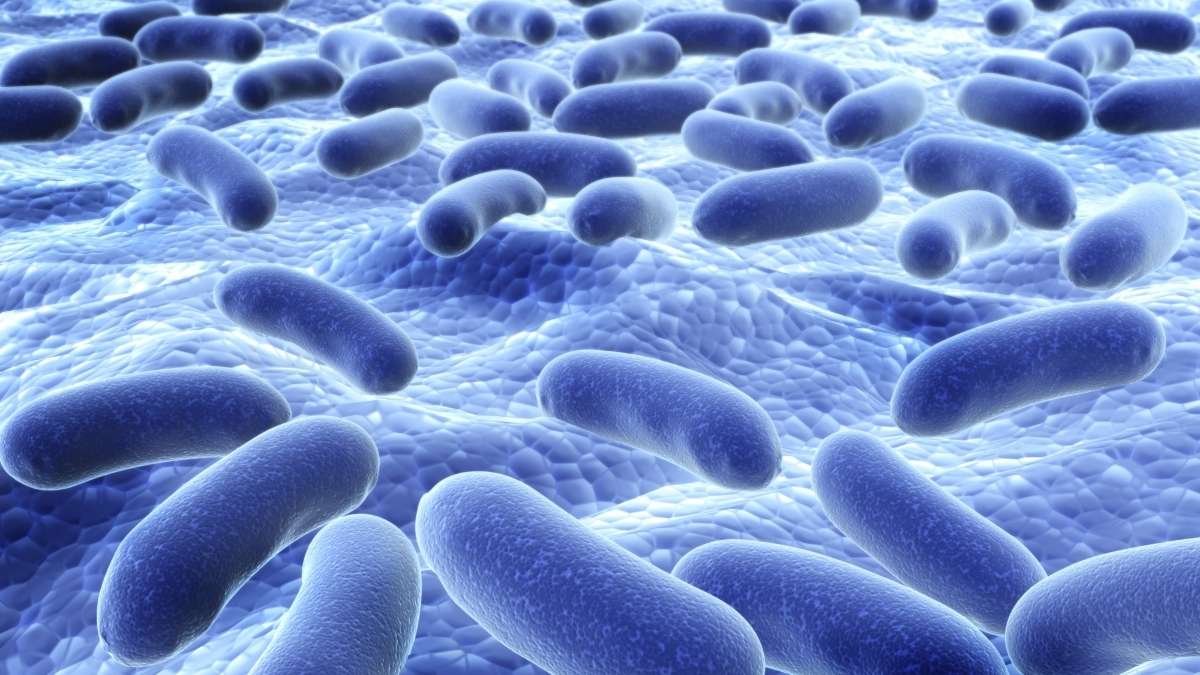 Your Body Is a Walking Bacterial Universe