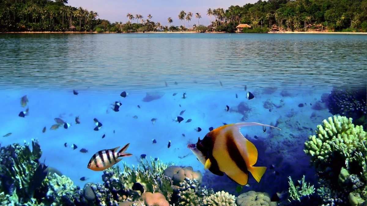Ecosystem-Based Solutions