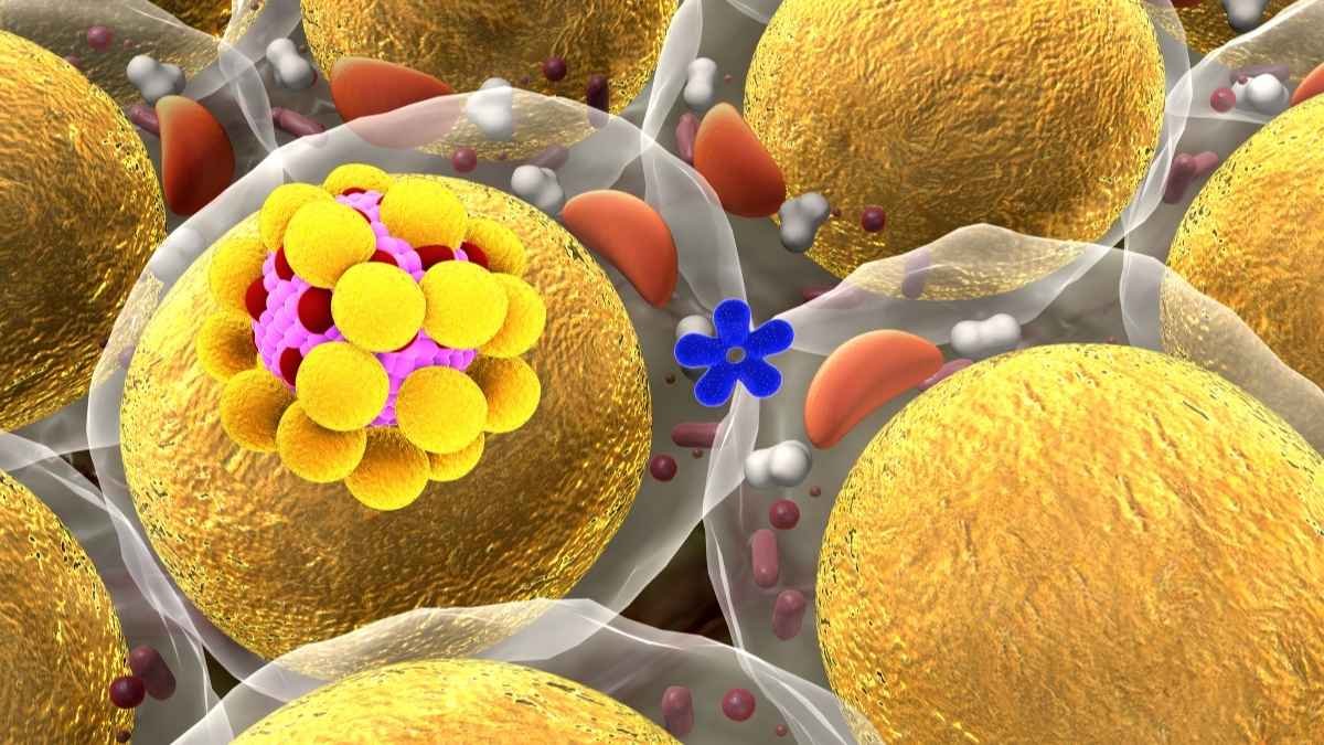 Here's How Your Fat Cells Actually Transform