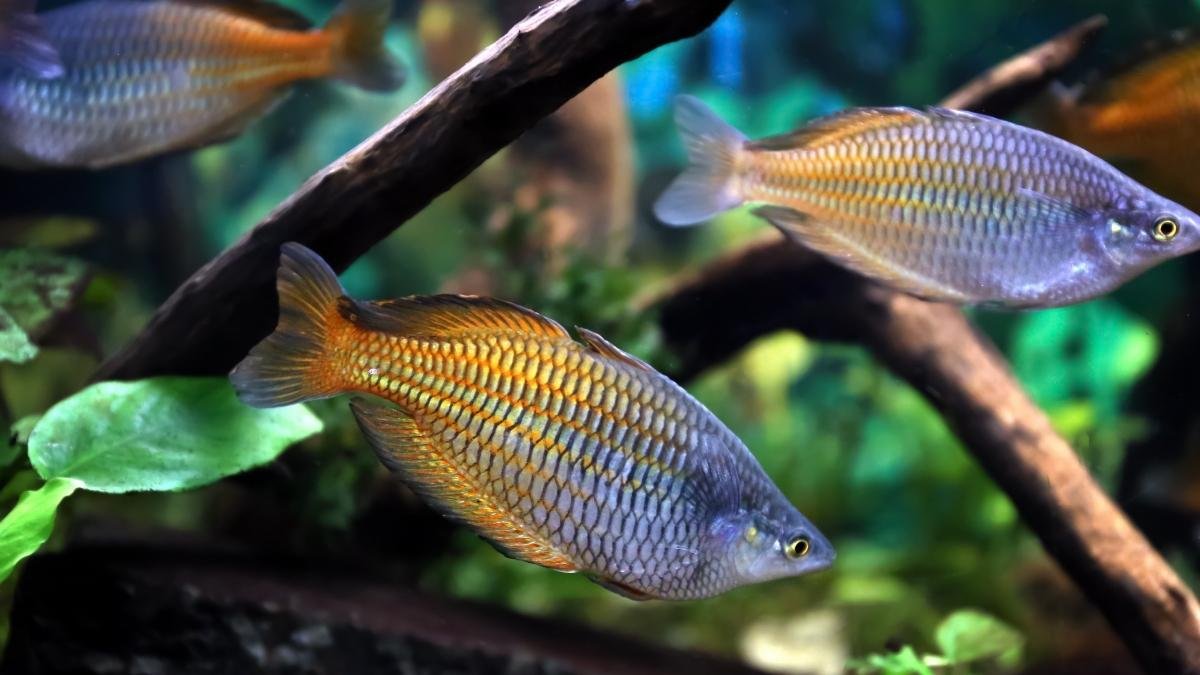 Freshwater Species: Getting Hit from All Sides