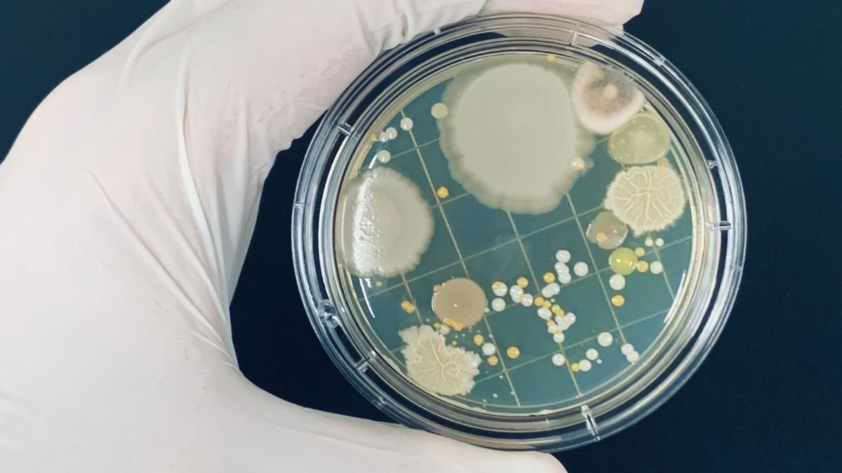 Embrace Your Microbial Heritage
