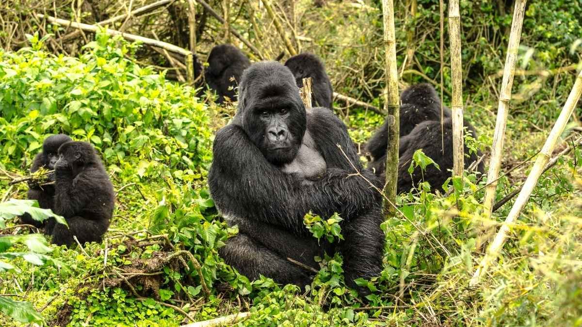 Mountain Gorillas: A Success Story (For Now)