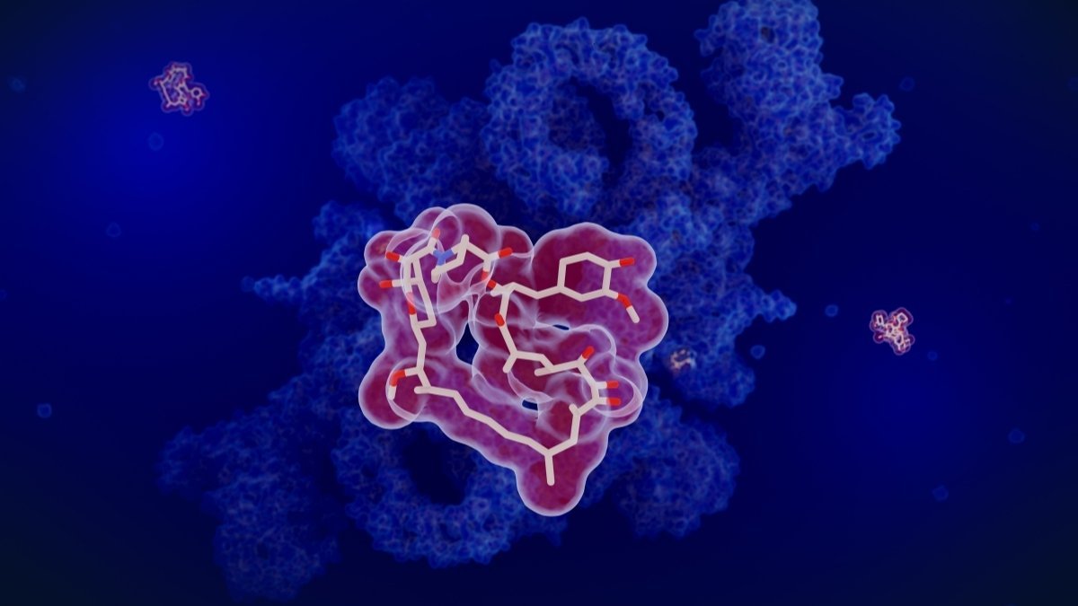 The TOR Pathway: Your Cellular Quality Control System