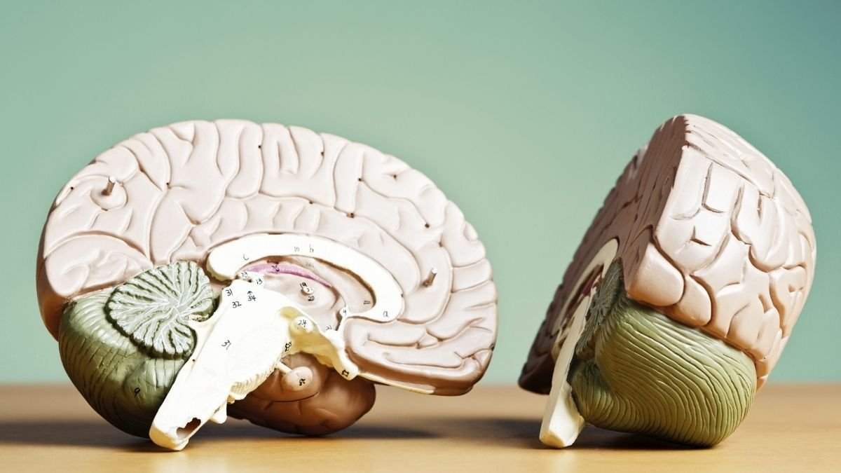 The Brain Under Siege: How a Sound Becomes a Thought Problem