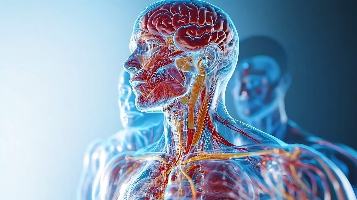 The Spark of Life: How Nerves and Muscles Fire