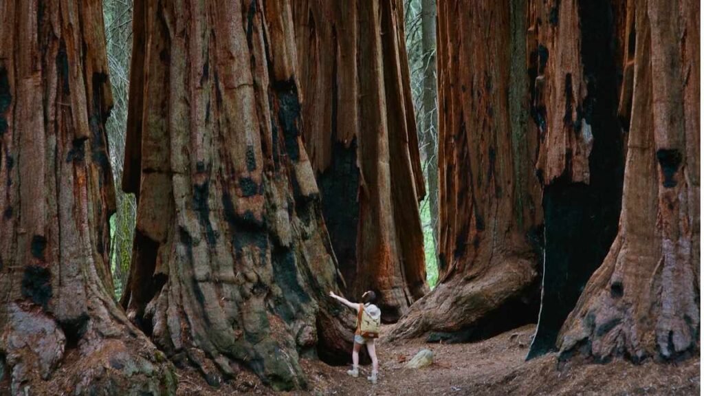 Big Trees Trail — Sequoia National Park