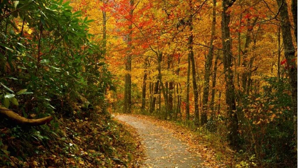  Laurel Falls Trail — Great Smoky Mountains National Park