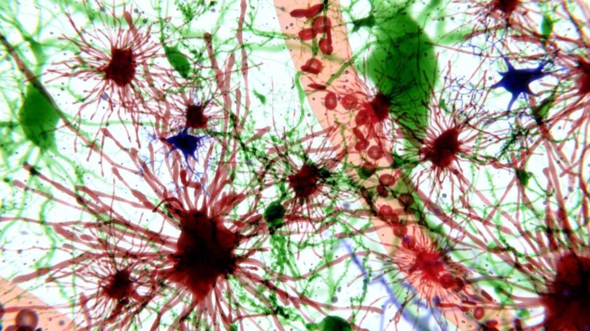 The Faucets (Aquaporin-4)