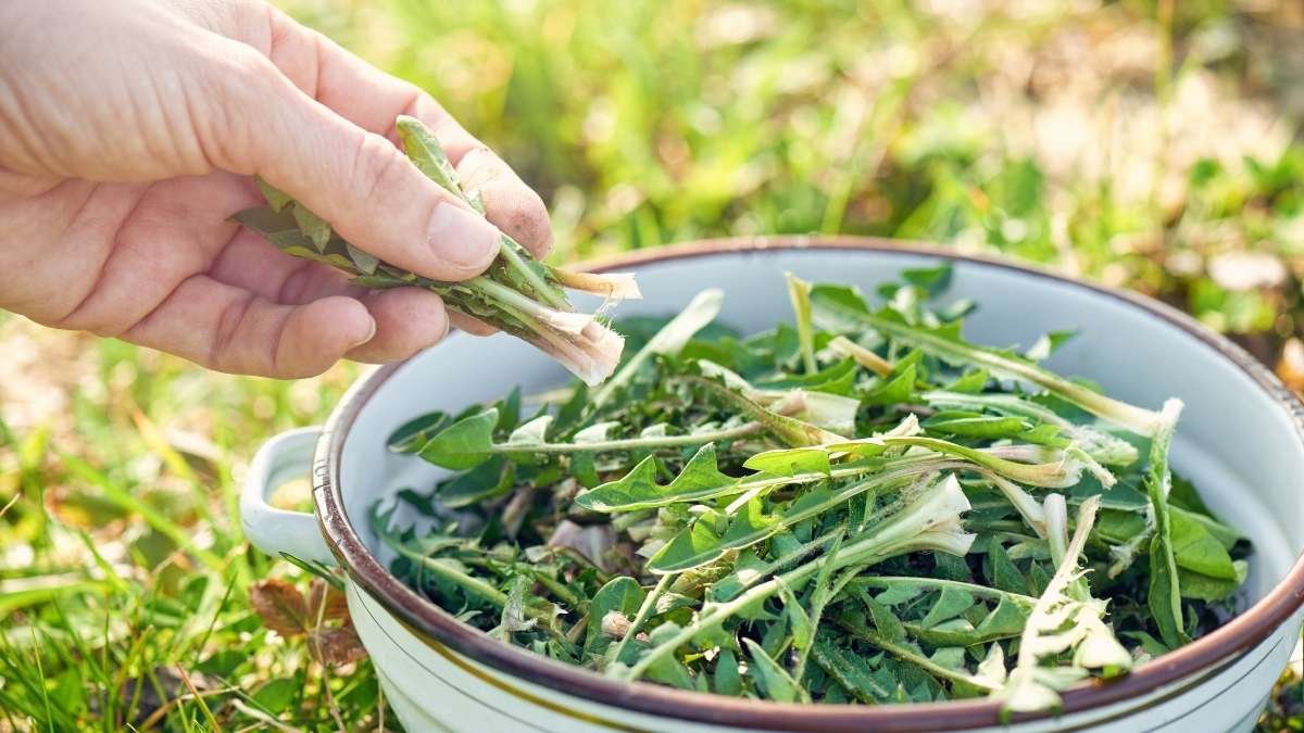 Dandelion Greens: The Bitter Truth