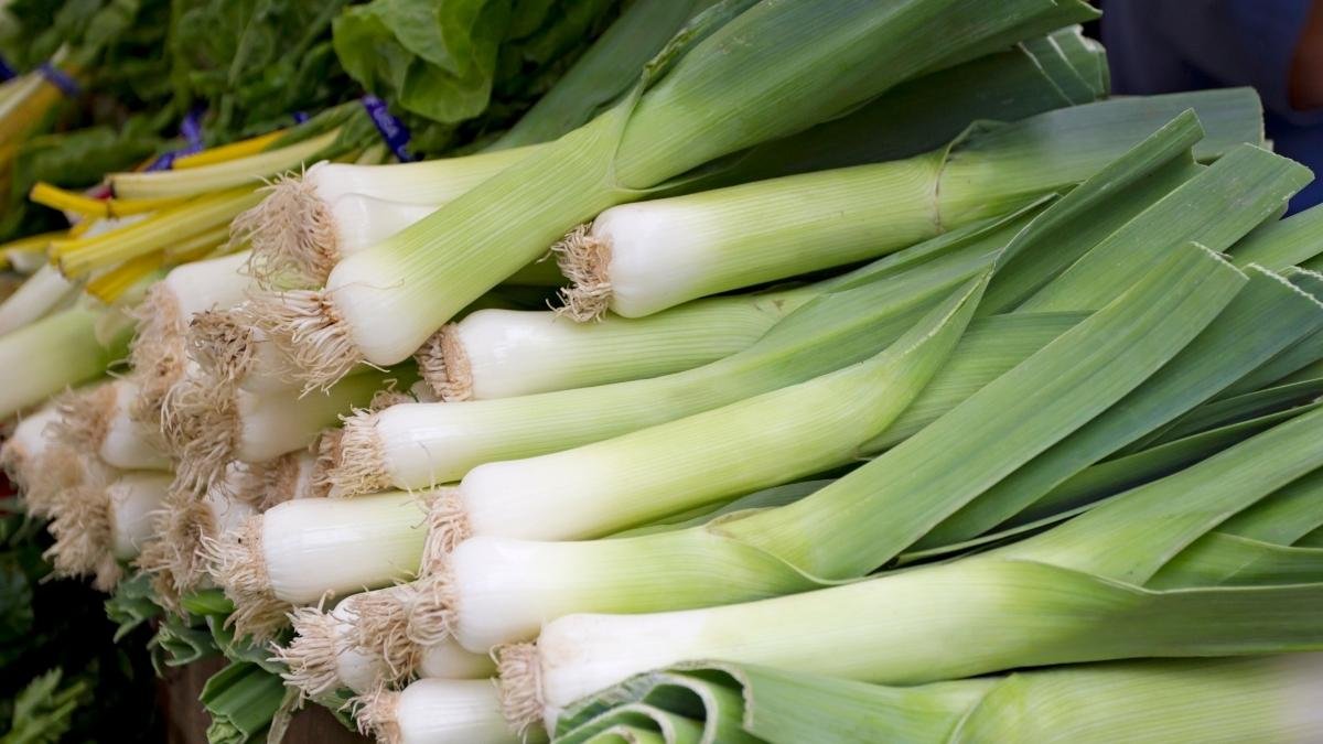  Leeks: The Gentle Giant