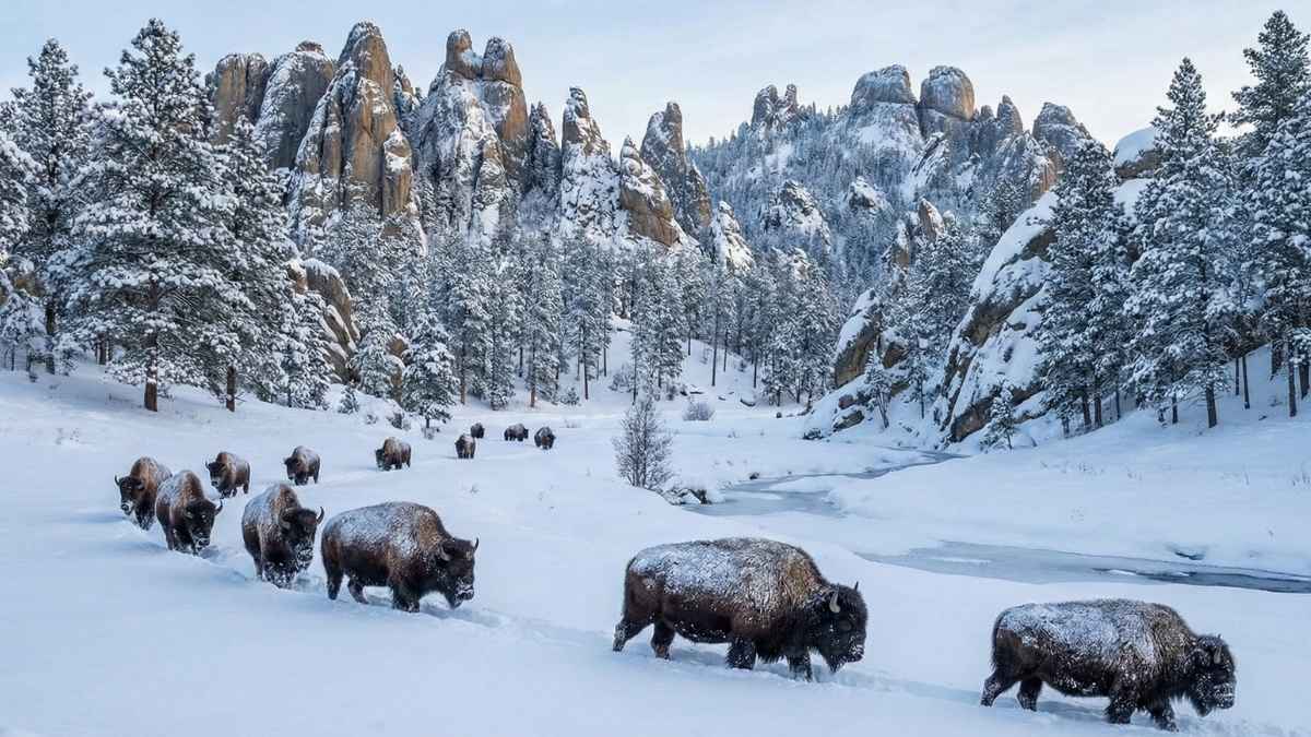 Custer State Park, South Dakota (Underrated & Stunning)