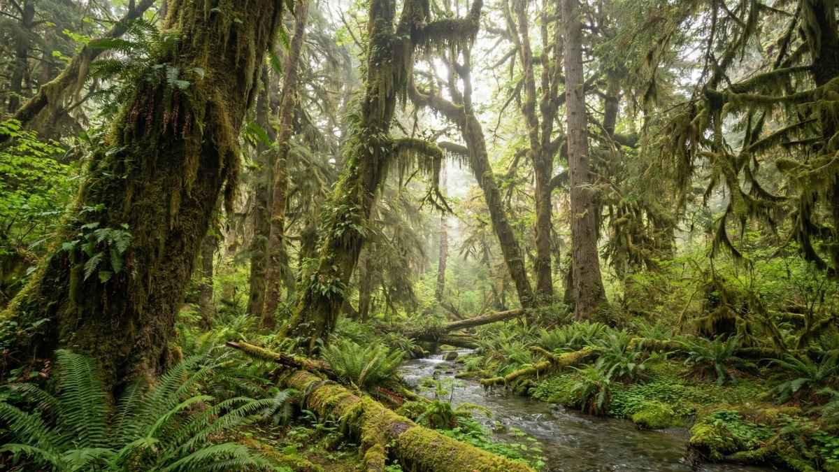 Hoh Rain Forest, Washington