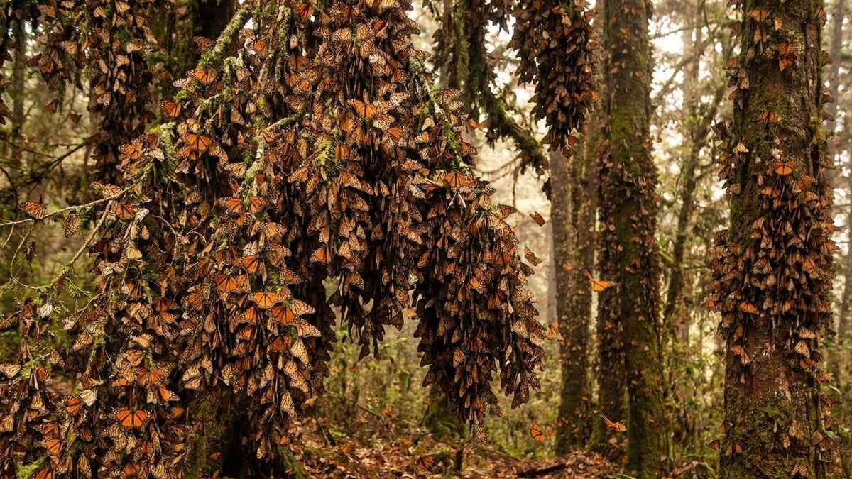 Monarch Butterfly Overwintering Clusters (Central Mexico)