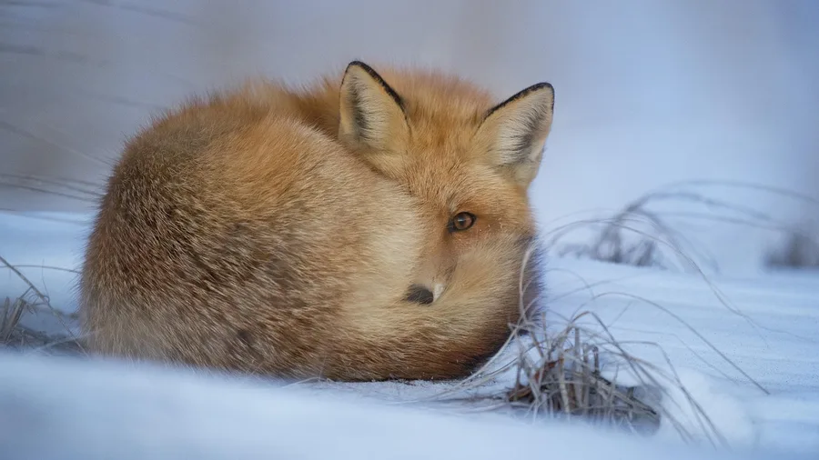 Reduced Activity in Winter Was a Strategy, Not a Failure