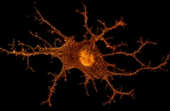Alzheimer's Breakthrough: Two Hours of Sleep Restored Without Clearing Brain Plaques