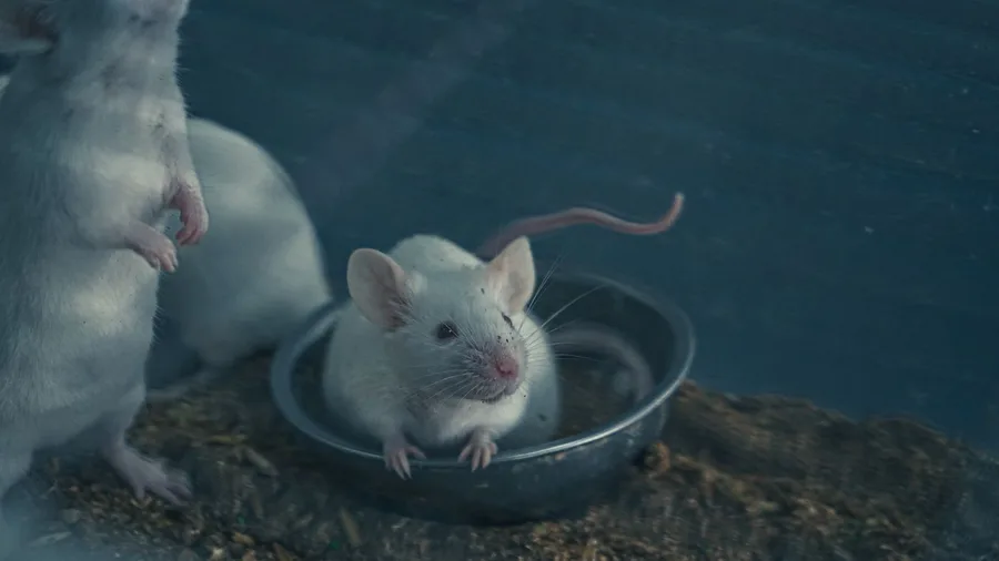 How the Researchers Actually Tested the Idea