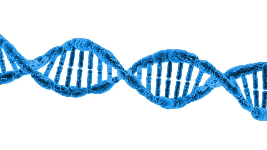 Genetics Can Drive the Disease Without Obesity or Diabetes