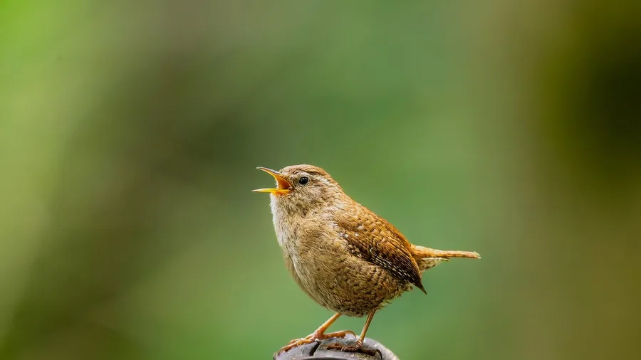 Nature's Baseline Was Never Truly Silent
